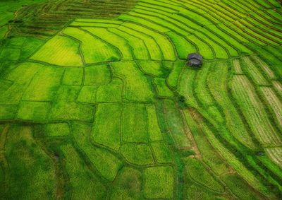 Full frame shot of agricultural landscape