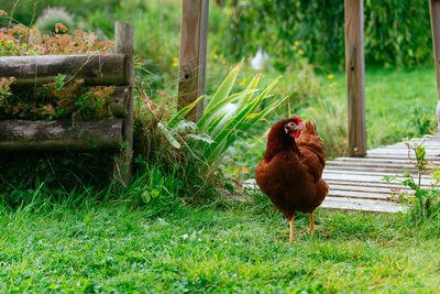 Close-up of rooster on field