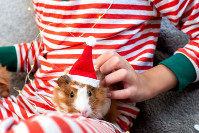 Holiday pets christmas guinea pig cute boy hugs his pets guinea pig boy in red santa hat