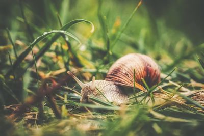 Close-up of snail on grass