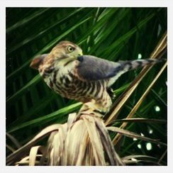 Close-up of bird