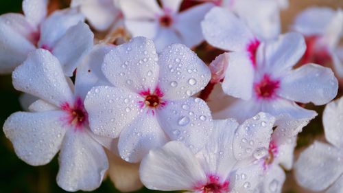 Close-up of wet white flowers