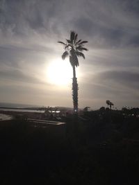 Silhouette of palm trees at sunset