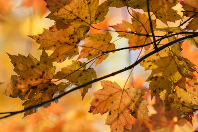 Close-up of autumnal leaves on tree