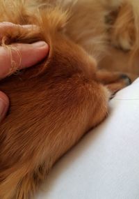 Close-up of hand feeding cat