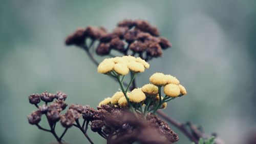 Close-up of flowers