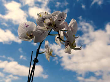 Low angle view of cherry blossom against sky