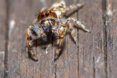 Close-up of spider on wood