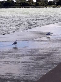 View of bird on beach