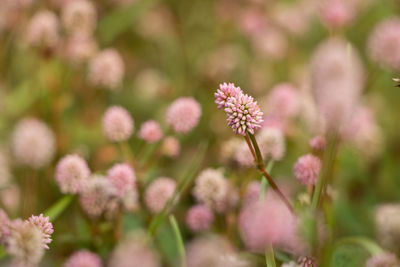 Close-up of pink flowers blooming outdoors