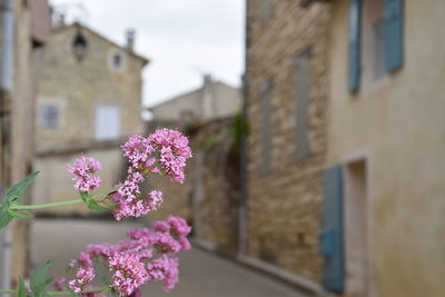 Close-up of pink flowering plant against building