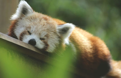 Close-up of cat sleeping