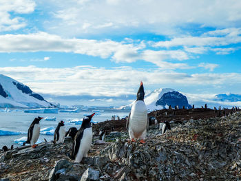 Penguins in antarctica with mountains and icebergs in the background