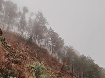 Trees in forest against sky