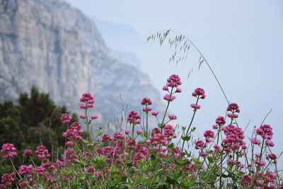 Close-up of pink flowering plant against sky