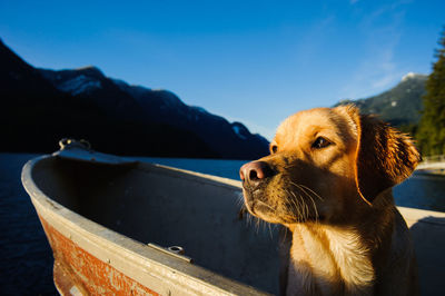 Yellow labrador retriever in boat