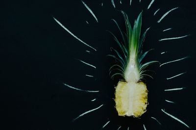 Close-up of jellyfish against black background