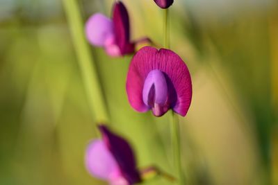 Close-up of purple tulip