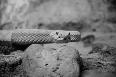 Close-up of lizard