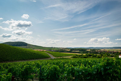 Scenic view of vineyard against sky