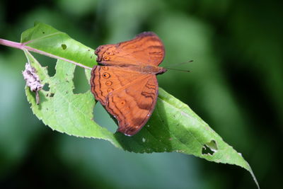 Close-up of butterfly on leaves