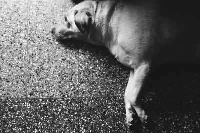 Dog sleeping in the dark