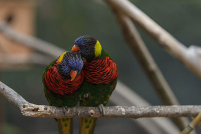 Close-up of parrots against blurred background