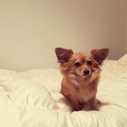 Close-up of dog on bed at home