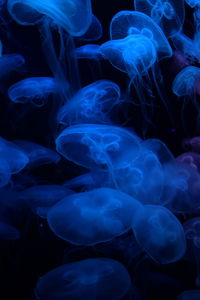 Close-up of jellyfish in sea