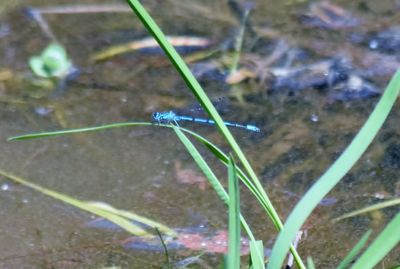 Close-up of damselfly on grass