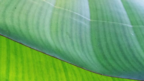 Full frame shot of green leaves