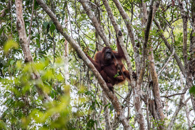 Low angle view of monkey on tree