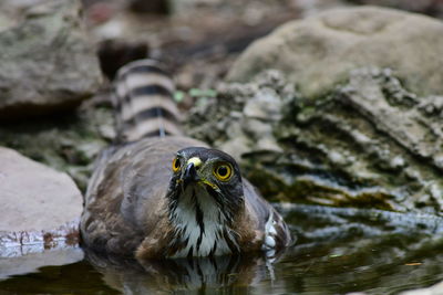 Close-up of bird