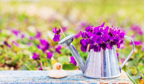 Close-up of purple flowers in vase