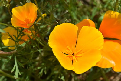 Close-up of yellow flowering plant