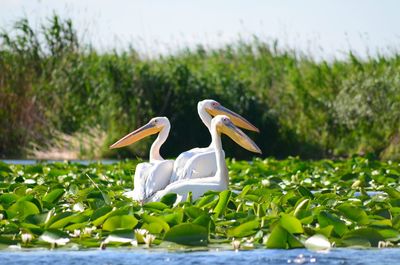 Pelicans and plants in lake on sunny day