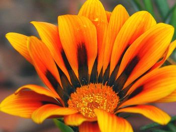 Close-up of orange flower