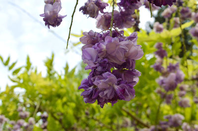 Close-up of purple flowers