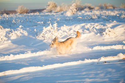 View of a dog on snow covered land