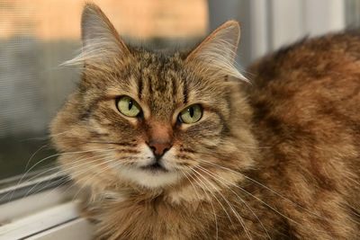 Close-up portrait of a cat