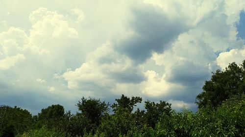 Low angle view of trees against sky