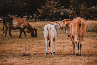 Farm cows living in grasslands. livestock farming in thailand