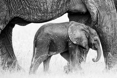 Elephant in a field