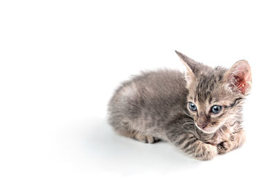 Close-up portrait of a cat over white background