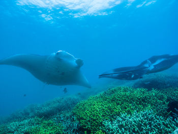 Low angle view of manta ray swimming in sea