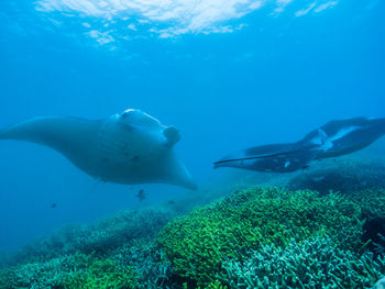 High angle view of fish swimming in sea