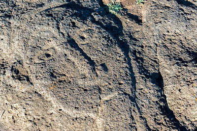 Close-up of tree trunk