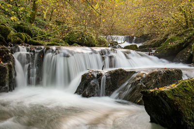 Scenic view of waterfall in forest