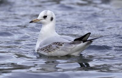 Close-up of seagull swimming in lake