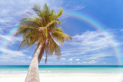 Palm tree on beach against blue sky